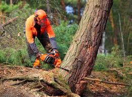 Trusted Whiteville, NC Tree Removal and Landscaping Services Experts